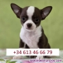 Fotos del anuncio: Regalo Excepcional: Toy Chihuahua Cachorros..