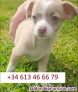 Fotos del anuncio: Regalo Excepcional: Toy Chihuahua Cachorros..