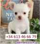 Fotos del anuncio: Regalo Excepcional: Toy Chihuahua Cachorros..