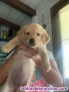 Fotos del anuncio: Golden Retriever