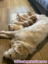 Fotos del anuncio: Golden Retriever
