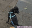 Fotos del anuncio: Caniche gris monta 