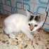 Fotos del anuncio: Gatita en adopcin 