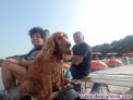 Fotos del anuncio: Perro cocker spainel busca novia para monta