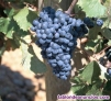Fotos del anuncio: Venta de uvas Prieto Picudo  denominacin de origen en Len 