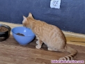 Se regala Gatito Naranja