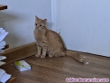 Fotos del anuncio: Se regala Gatito Naranja