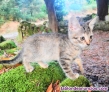 Fotos del anuncio: Se regalan gatitas
