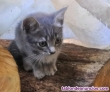 Fotos del anuncio: Se regalan gatitas