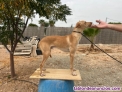 Fotos del anuncio: Podenco andaluz iniciado macho 1 ao