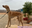 Fotos del anuncio: Podenco andaluz iniciado macho 1 ao