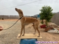 Fotos del anuncio: Podenco andaluz iniciado macho 1 ao
