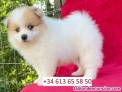 Fotos del anuncio: Adopcin - Cachorros de Pomerania Toy