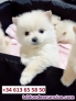 Fotos del anuncio: Adopcin - Cachorros de Pomerania Toy