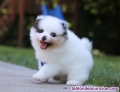 Fotos del anuncio: Adopcin - Cachorros de Pomerania Toy