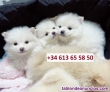 Fotos del anuncio: Adopcin - Cachorros de Pomerania Toy