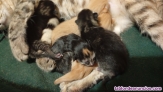 Fotos del anuncio: Se regalan gatitos