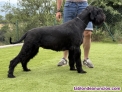 Fotos del anuncio: Cachorros schnauzer gigante negro