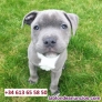 Fotos del anuncio: Adopcin; Blue Staffy (Blue Staffordshire Bull Terrier)