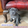 Fotos del anuncio: Adopcin; Blue Staffy (Blue Staffordshire Bull Terrier)