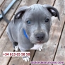 Fotos del anuncio: Adopcin; Blue Staffy (Blue Staffordshire Bull Terrier)