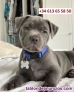 Fotos del anuncio: Adopcin; Blue Staffy (Blue Staffordshire Bull Terrier)