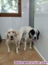 Fotos del anuncio: Setter Ingles hembra 20 meses
