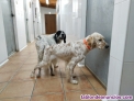 Fotos del anuncio: Setter Ingles hembra 20 meses