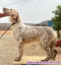 Fotos del anuncio: Setter Ingles hembra 20 meses