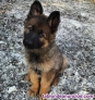 Fotos del anuncio: Regalo! Cachorro de pastor alemn