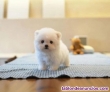 Fotos del anuncio: Regalo! Cachorro de bichon maltes