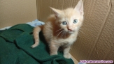 Fotos del anuncio: Se regalan gatitos 