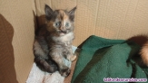 Fotos del anuncio: Se regalan gatitos 