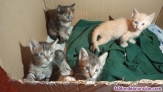 Fotos del anuncio: Se regalan gatitos 