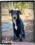Fotos del anuncio: Cachorros en adopcin 