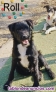 Fotos del anuncio: Cachorros en adopcin 