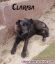 Fotos del anuncio: Cachorros en adopcin 