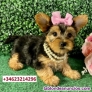 Fotos del anuncio: Preciosos Cachorros de Yorkshire Terrier de tamao pequeo!