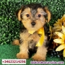 Fotos del anuncio: Preciosos Cachorros de Yorkshire Terrier de tamao pequeo!