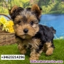 Fotos del anuncio: Preciosos Cachorros de Yorkshire Terrier de tamao pequeo!