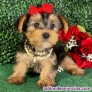 Fotos del anuncio: Preciosos Cachorros de Yorkshire Terrier de tamao pequeo!