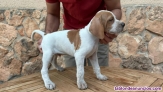 Fotos del anuncio: Cachorros de pointer