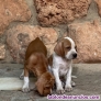 Fotos del anuncio: Cachorros de pointer