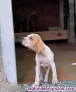 Fotos del anuncio: Cachorros de pointer