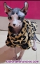 Fotos del anuncio: Monta Gato Sphynx Elfo