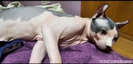 Fotos del anuncio: Monta Gato Sphynx Elfo