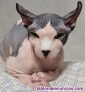 Fotos del anuncio: Monta Gato Sphynx Elfo