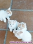 Fotos del anuncio: Regalo gatitos en Medina del Campo