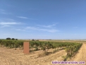 Fotos del anuncio: Finca de regado de 8 hectreas