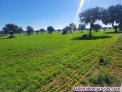 Fotos del anuncio: Finca de secano labor 400 hectreas
